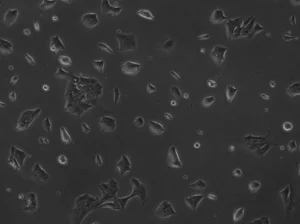 Buy GT1-7 Cells Ireland