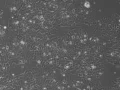 Buy GT1-7 Cells Ireland