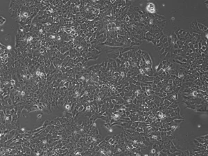 Buy GT1-7 Cells Ireland